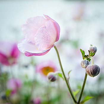 苍白,粉花,日本银莲花,特写