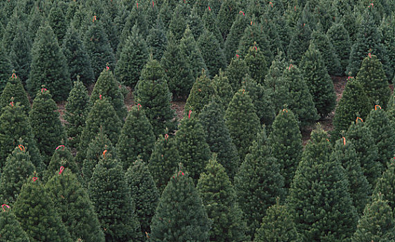 俯拍,圣诞树园,俄勒冈,美国
