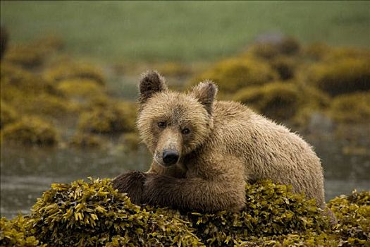 幼兽,大灰熊,坐,遮盖,石头,湾流,不列颠哥伦比亚省,加拿大