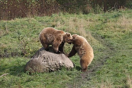 棕熊,幼兽,围挡,德国,欧洲
