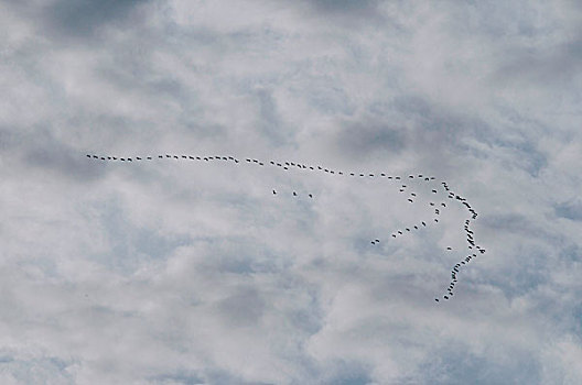 鸟群,飞,多云天气