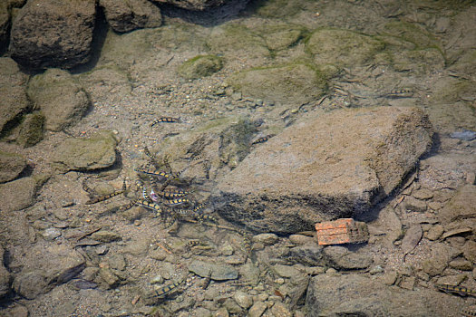 生态溪水野生石斑鱼