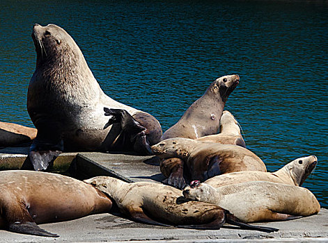 海狮,北海狮,科迪亚克岛,阿拉斯加,美国