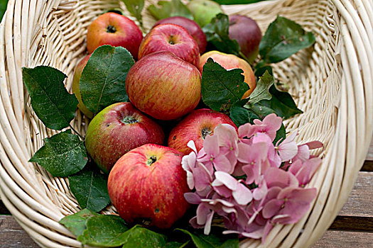 皇家,节日,红苹果,叶子,绣球花,白色,柳条篮