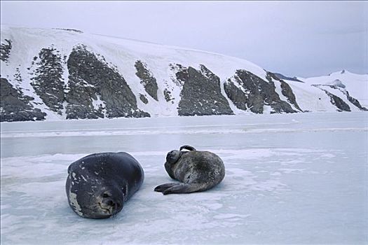 威德尔海豹,韦德尔氏海豹,母兽,幼仔,南极