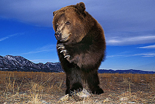 科迪亚克熊,棕熊,成年,威胁,阿拉斯加