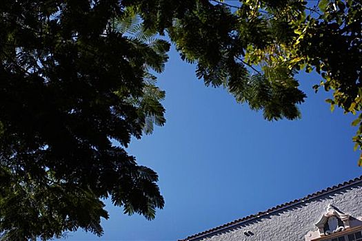 树,建筑,蓝天