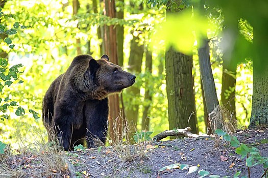 棕熊,树林