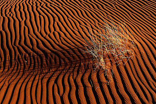 沙丘,草,纳米布沙漠,纳米比亚,非洲