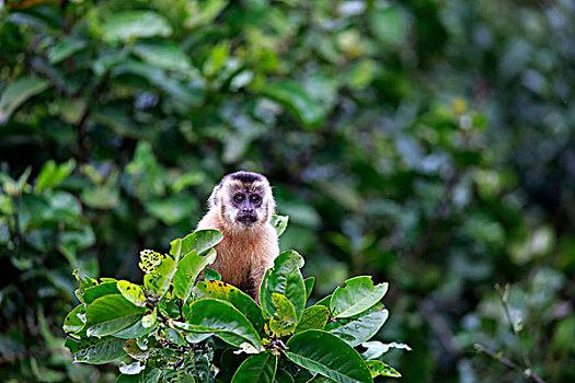 黑帽悬猴,棕色卷尾猴,幼兽,猴子,树,潘塔纳尔,巴西,南美