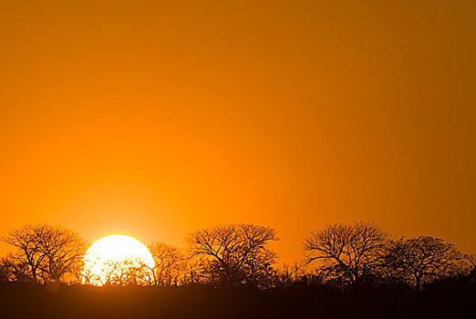日出,剪影,树,克鲁格国家公园,南非,非洲
