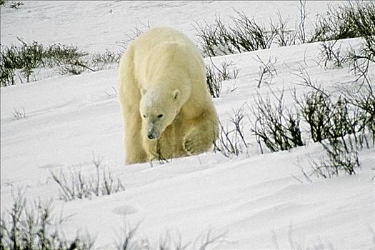 北极熊,走,积雪,风景