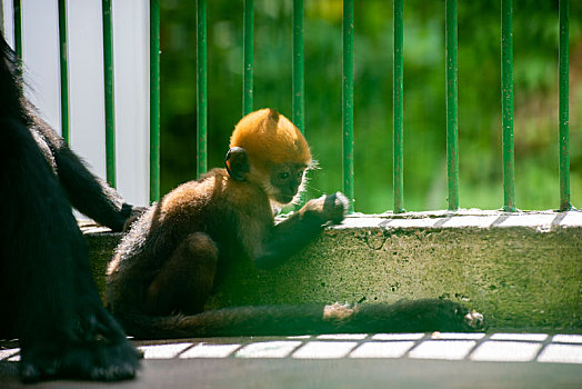 广西梧州,人工饲养繁殖的第八代黑叶猴成功存活