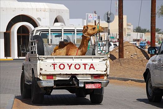 骆驼,汽车,阿曼