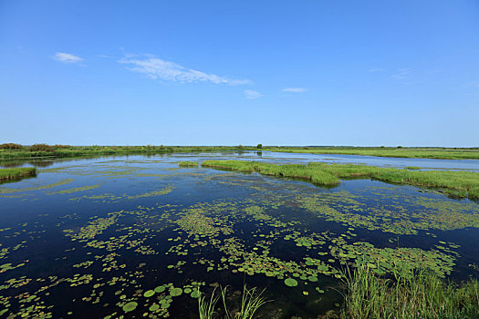 千鸟,湿地