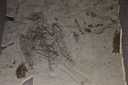新疆哈密,孔子鸟化石