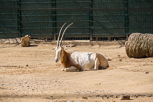长角羚羊,休息,宁和,太阳