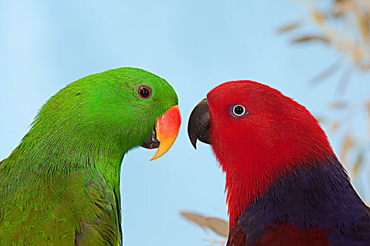 一对,鹦鹉,红色,女性,绿色,雄性