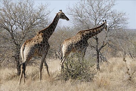 长颈鹿,南非