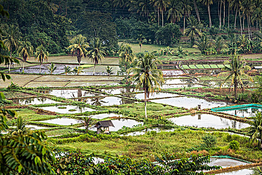 印尼,乡村,田园,水田,木屋,椰树