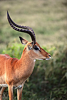 肯尼亚,纳库鲁湖国家公园,黑斑羚,羚羊,大幅,尺寸