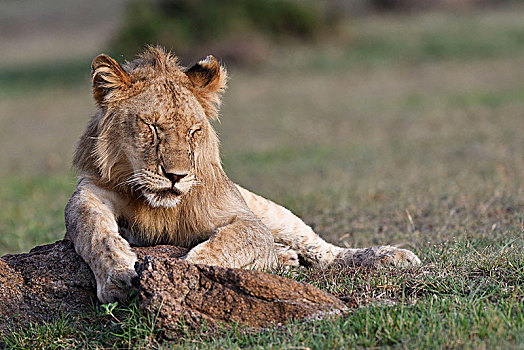 睡觉,幼兽,狮子,雄性,头像,马赛马拉,肯尼亚