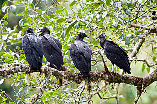 美洲,黑美洲鹫,哥斯达黎加,中美洲