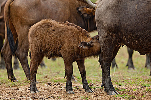 非洲水牛,南非水牛,伊丽莎白女王国家公园,乌干达