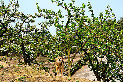 梨树下的田园犬