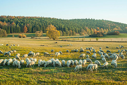 牧群,绵羊,家羊,放牧,生物保护区,图林根州,德国,欧洲
