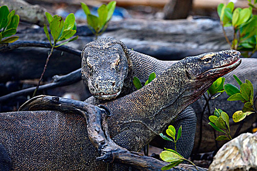 科莫多巨蜥,科莫多国家公园,世界遗产,印度尼西亚,亚洲