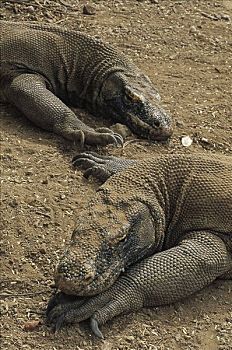 科摩多巨蜥,科摩多龙,大,晒太阳,太阳,烘制,地面,科莫多岛,印度尼西亚