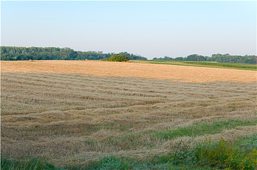 陆地,小麦,丰收