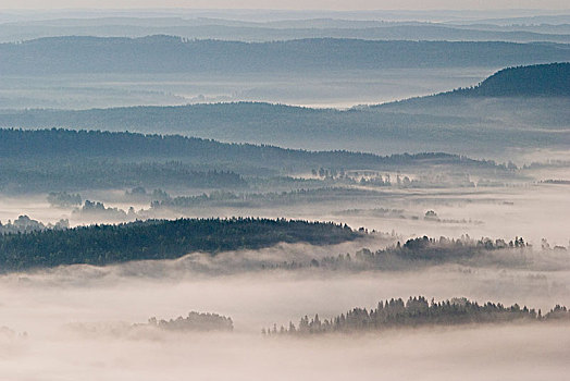 航拍,雾状,树林,风景,瑞典
