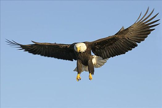 白头鹰,海雕属,雕,降落,肯奈半岛,阿拉斯加,美国