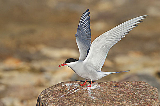 北极燕鸥,栖息,石头,曼尼托巴,加拿大