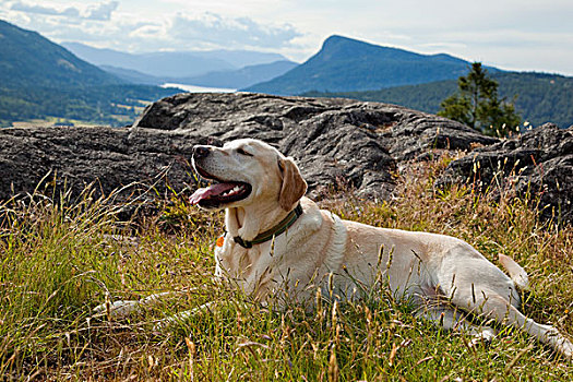 金色,拉布拉多犬,山,盐春岛,不列颠哥伦比亚省,加拿大