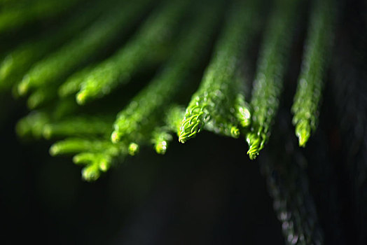 绿色植物