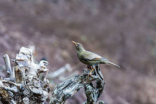 生活在喜马拉雅山脉山系灌丛中的灰翅鸫鸟