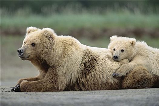 大灰熊,棕熊,2岁,母兽,休息,卡特麦国家公园,阿拉斯加