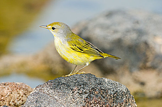 黄色,鸣禽,美洲黄莺,女性,加拉帕戈斯群岛,厄瓜多尔