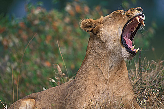 非洲,肯尼亚,马塞马拉野生动物保护区,成年,女性,雌狮,狮子,牙齿,休息,热带草原