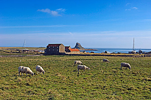 绵羊,草场,林第斯法恩岛,城堡,远景,神圣,岛屿,诺森伯兰郡,英国
