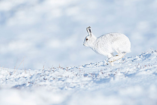 雪兔,雪地,凯恩戈姆国家公园,苏格兰高地,苏格兰,英国,欧洲