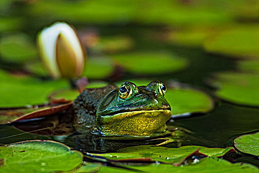 雄性,牛蛙,湿地