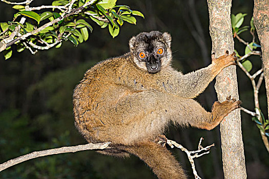 褐色,狐猴,安达斯巴曼塔迪亚国家公园,马达加斯加,非洲
