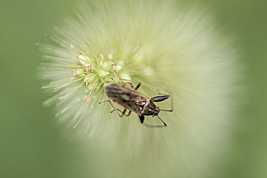 狗尾草