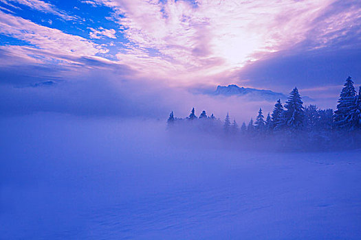 积雪,树,雾,奥地利