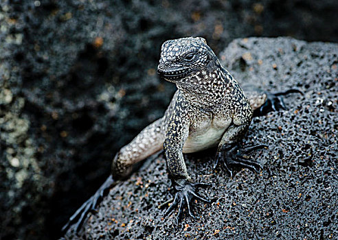 加拉帕戈斯群岛,厄瓜多尔,岛屿,幼小,海鬣蜥