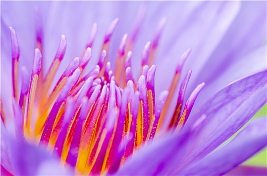 微距,花粉,紫色,荷花,睡莲属植物